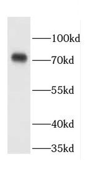 CCDC93 Antibody