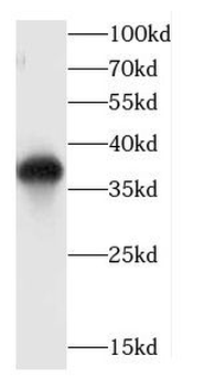 YJU2 Antibody