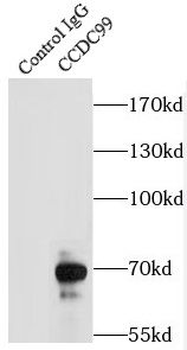 SPDL1 Antibody