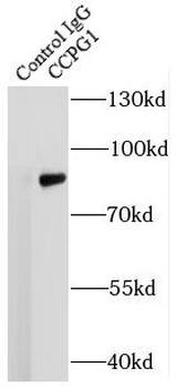 CCPG1 Antibody