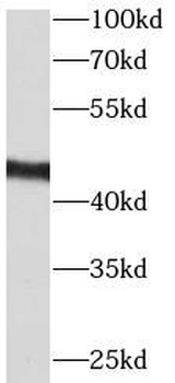 CCRL2 Antibody