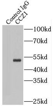 CCZ1 Antibody