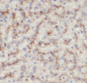 CD14 Rabbit Polyclonal Antibody