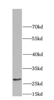 CD151 Antibody