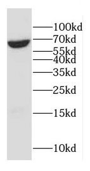 CD33 Rabbit Polyclonal Antibody