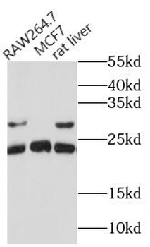 CD9 Rabbit Polyclonal Antibody