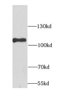 ADGRE5 Antibody