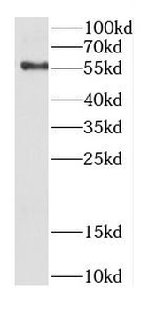CDC14B Antibody