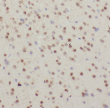 CDC26 Rabbit Polyclonal Antibody