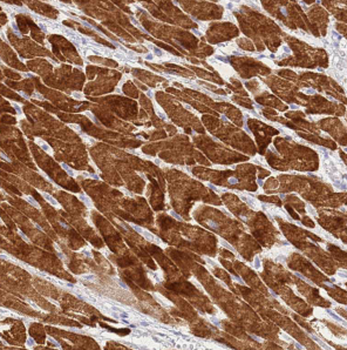 CDC37L1 Rabbit Polyclonal Antibody