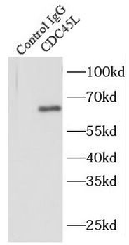 CDC45 Antibody