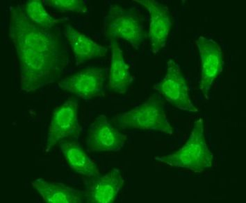 CDC5L Antibody