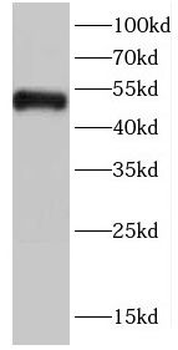 CDK8 Antibody