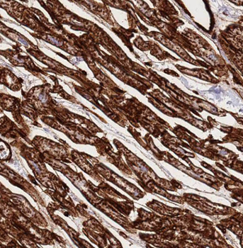 CENPF Antibody