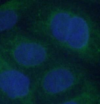 CEP250 Antibody