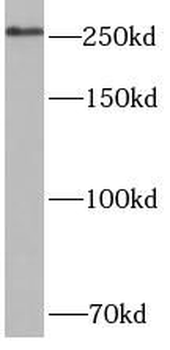 CEP250 Rabbit Polyclonal Antibody