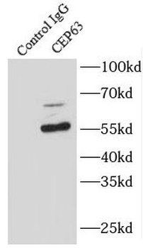 CEP63 Antibody