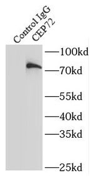 CEP72 Antibody