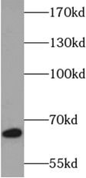 CES3 Antibody