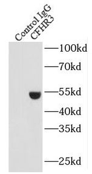 CFHR3 Antibody