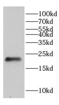 CHAC2 Antibody