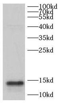 CHCHD10 Antibody