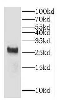 CHCHD6 Antibody