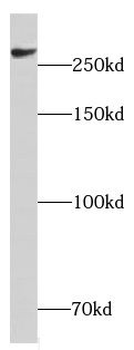 CHD4 Antibody