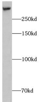 CHD9 Antibody