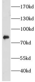 CHFR Antibody