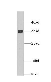 CHMP4B Antibody