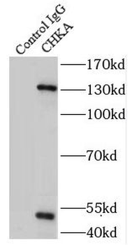 CHKA Antibody