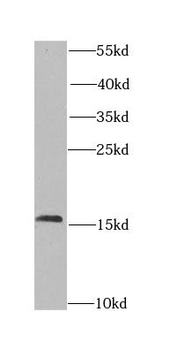 CHRAC1 Antibody