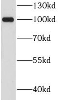 CHGB Antibody
