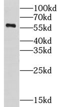 CHST10 Antibody