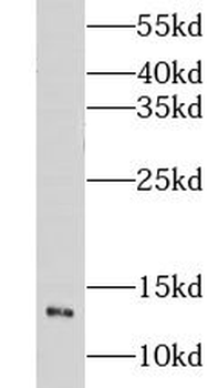 CHURC1 Antibody