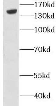CGN Antibody