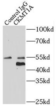 CKMT1A Antibody