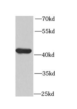 CKMT2 Antibody