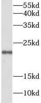 CLDN1 Antibody