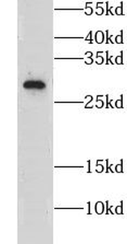CLDN22 Antibody
