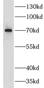 CLCNKA Rabbit Polyclonal Antibody
