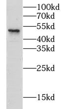 CLEC18A Antibody