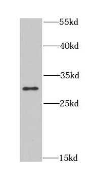 CLIC1 Antibody