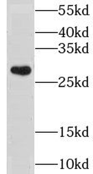 CLIC3 Antibody
