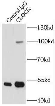 CLOCK Rabbit Polyclonal Antibody