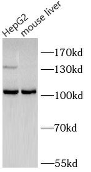 CLOCK Rabbit Polyclonal Antibody