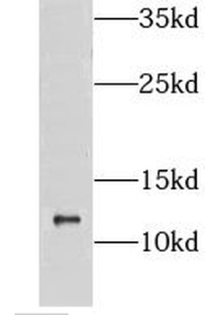 CMC1 Rabbit Polyclonal Antibody