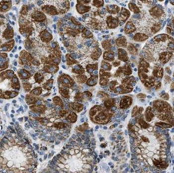CMC1 Rabbit Polyclonal Antibody