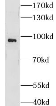 CNKSR1 Antibody